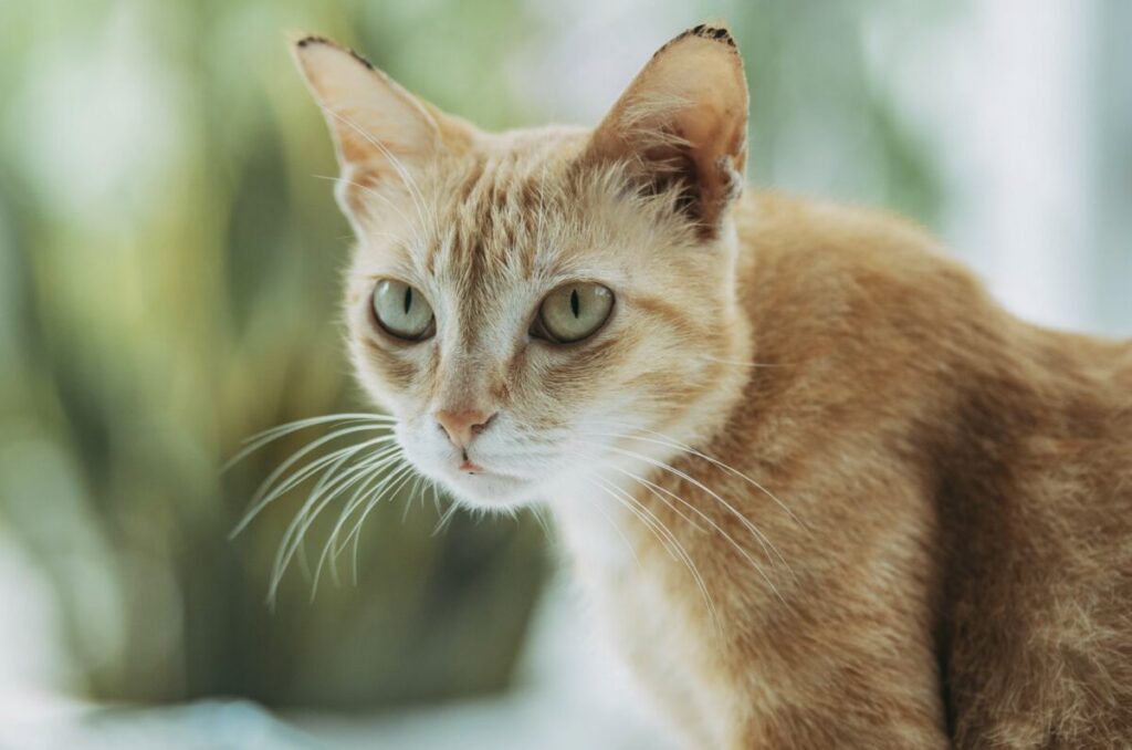 Rosse kat met groene ogen